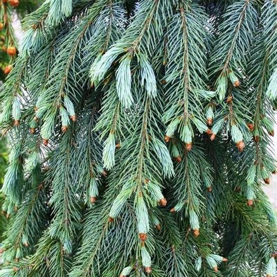 Саджанець Ялини Енгельмана "Picea Engelmannii Glauca" 1606335602 фото