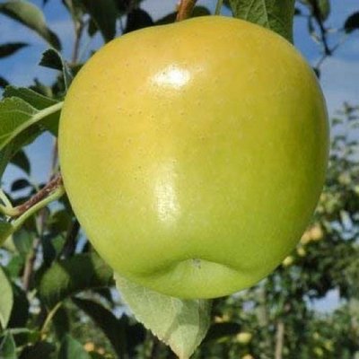Саджанець яблуні "Голден Рейнджерс" (зимовий сорт, пізній термін дозрівання) 1606333804 фото