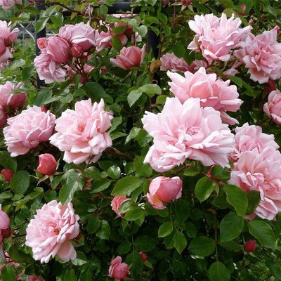 Саджанець плетистої троянди Альбертіна (Albertine)(закритий корінь) 1606333442 фото