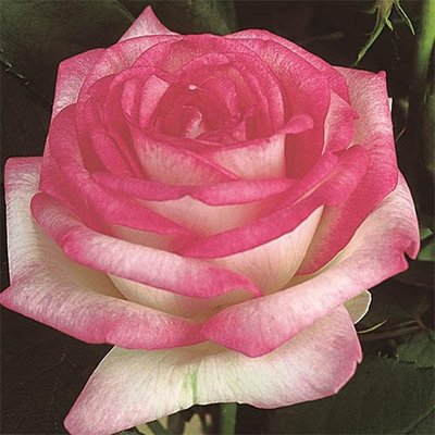 Саджанець троянди Тантау Biedermeier Garden (Сад Бідермайєр)(закритий корінь) 1606333596 фото