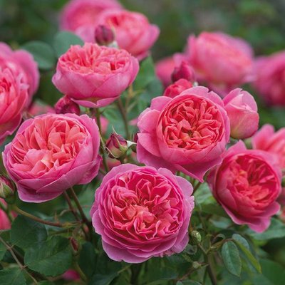 Саджанець англійської троянди Джубілі Селебрейшн (Jubilee Celebration)(закритий корінь) 1606333392 фото
