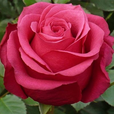 Саджанець троянди чайно-гібридної (садової) Амалія (закритий корінь) 000000035 фото