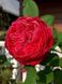 Саджанець троянди піоновидної "Ред Піано" (закритий корінь) 000081 фото 1