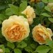 Саджанець плетистої троянди Тізінг Джоржия (Teasing Georgia Climbing)(закритий корінь) 1606333492 фото 1