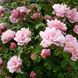 Саджанець плетистої троянди Альбертіна (Albertine)(закритий корінь) 1606333442 фото 1