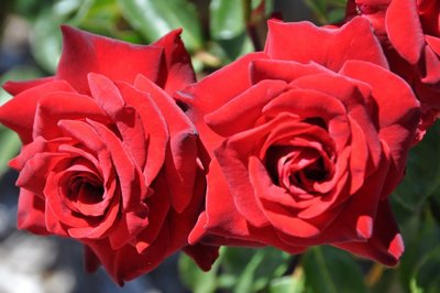 Саджанець троянди Поульсен Courage (Мужність)(закритий корінь) 1606333647 фото