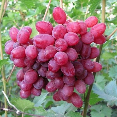 Саджанець винограду столового "Юліан" (ранній термін дозрівання, не пошкоджується осами) 1606333698 фото