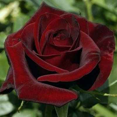 Саджанець троянди Тантау Black Magic (Чорна магія)(закритий корінь) 1606333597 фото