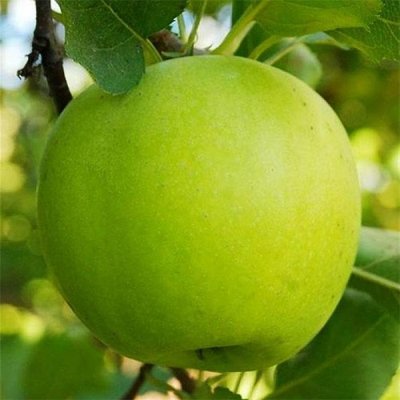 Саджанець яблуні "Мутсу" (зимовий сорт, пізній термін дозрівання) 1606333805 фото