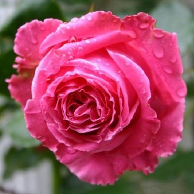 Саджанець троянди чайно-гібридної (садової) Парі Матч (Paris Match)(закритий корінь) 1606333343 фото