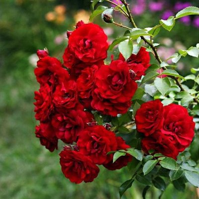 Саджанець плетистої троянди Амадеус (Amadeus)(закритий корінь) 1606333443 фото