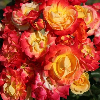 Саджанець плетистої троянди Файєрбьорд (Firebird)(закритий корінь) 1606333493 фото