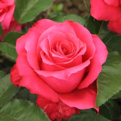 Саджанець троянди чайно-гібридної (садової) Висоцький (закритий корінь) 000000036 фото