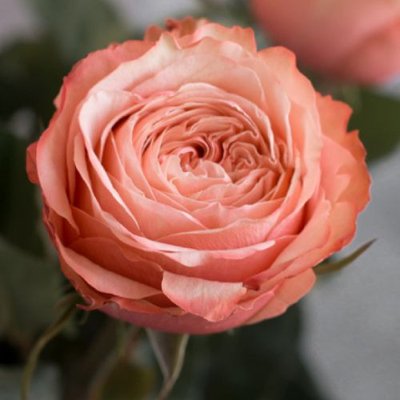 Саджанець троянди піоновидної "Кахала" (закритий корінь) 000082 фото