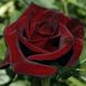 Саджанець троянди Тантау Black Magic (Чорна магія)(закритий корінь) 1606333597 фото 1