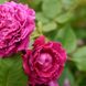 Саджанець англійської троянди Дюк Оф Едінбург (Duke of Edinburgh)(закритий корінь) 1606333393 фото 1