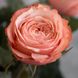 Саджанець троянди піоновидної "Кахала" (закритий корінь) 000082 фото 1