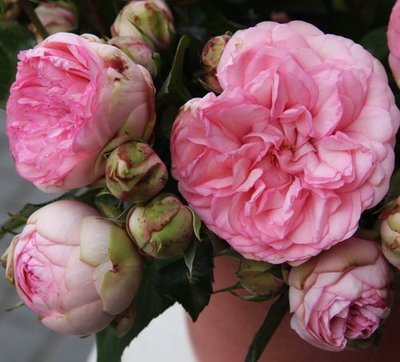 Саджанець піоновидної троянди "Брайдал Піано" (закритий корінь) 000083 фото