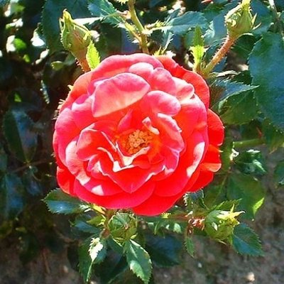 Саджанець троянди Поульсен Dacapo (Дакапо)(закритий корінь) 1606333648 фото
