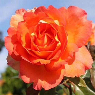 Саджанець плетистої троянди Файрест Кейп (Fairest Cape)(закритий корінь) 1606333494 фото