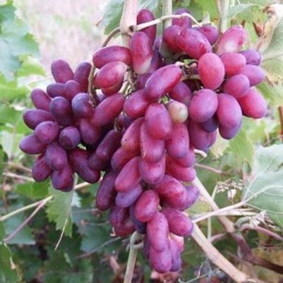 Саджанець винограду столового "Родзинка" (ранній термін дозрівання, надзвичайно смачні плоди) 1606333699 фото