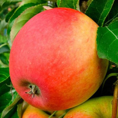 Саджанець яблуні "Пінова"( зимовий сорт пізній термін дозрівання) 1606333806 фото