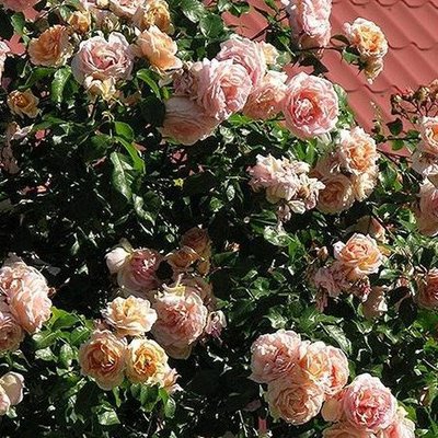 Саджанець плетистої троянди Амаретто (Amaretto)(закритий корінь) 1606333444 фото
