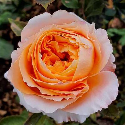Саджанець троянди чайно-гібридної (садової) Каралуна (закритий корінь) 000000037 фото