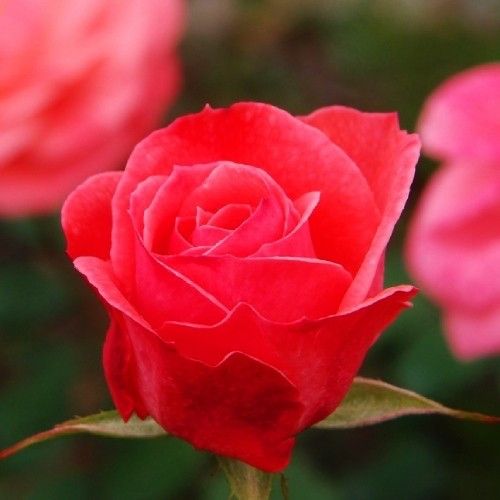 Саджанець троянди Поульсен Dacapo (Дакапо)(закритий корінь) 1606333648 фото