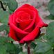 Саджанець троянди чайно-гібридної (садової) Ред Берлін (Red Berlin)(закритий корінь) 1606333344 фото 1