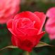 Саджанець троянди Поульсен Dacapo (Дакапо)(закритий корінь) 1606333648 фото 2
