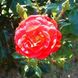 Саджанець троянди Поульсен Dacapo (Дакапо)(закритий корінь) 1606333648 фото 1