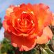 Саджанець плетистої троянди Файрест Кейп (Fairest Cape)(закритий корінь) 1606333494 фото 1