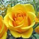 Саджанець англійської троянди Жовтий Острів (Yellow Island)(закритий корінь) 1606333394 фото 1