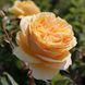 Саджанець троянди Тантау Candlelight (Свічка)(закритий корінь) 1606333598 фото 1