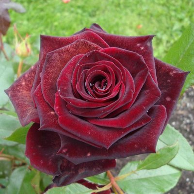 Саджанець троянди чайно-гібридної (садової) Чорна Магія (Black Magic)(закритий корінь) 1606333359 фото