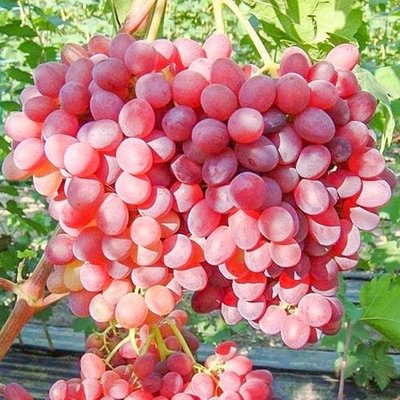 Саджанець винограду Кишмиш "Велес" (кишмиш, ранній термін дозрівання, грона дуже великі, вагою до 1500 г) 1606333714 фото