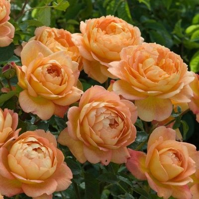 Саджанець англійської троянди Леді Оф Шалот (Lady of Shalott)(закритий корінь) 1606333409 фото