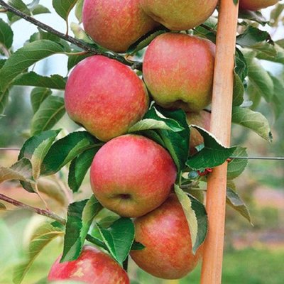Саджанець колоновидної яблуні "Патріот" (літній сорт, ранній термін дозрівання) 1606334159 фото