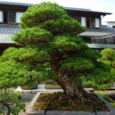 Саджанець сосни Чорна Японська "Pinus Thunbergii" (ідеальна для бонсай) 1606335619 фото