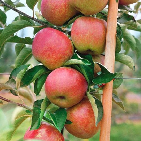 Саджанець колоновидної яблуні "Патріот" (літній сорт, ранній термін дозрівання) 1606334159 фото