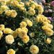 Саджанець троянди Тантау Inka (Інка)(закритий корінь) 1606333613 фото 1