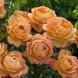 Саджанець англійської троянди Леді Оф Шалот (Lady of Shalott)(закритий корінь) 1606333409 фото 1