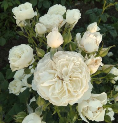 Саджанець троянди піоновидної "Вайт Піано" (закритий корінь) 000084 фото
