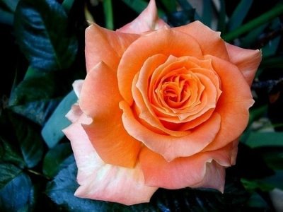 Саджанець троянди Поульсен Flora Danica (Флора Даніка)(закритий корінь) 1606333649 фото