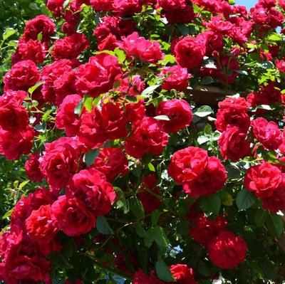 Саджанець плетистої троянди Фламентанц (Flamentanz)(закритий корінь) 1606333495 фото