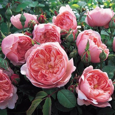 Саджанець англійської троянди Зе Алнвік (The Alnwick)(закритий корінь) 1606333395 фото