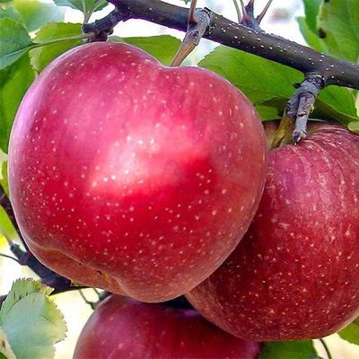 Саджанець яблуні "Фуджі" (зимовий сорт, пізній термін дозрівання) 1606333807 фото