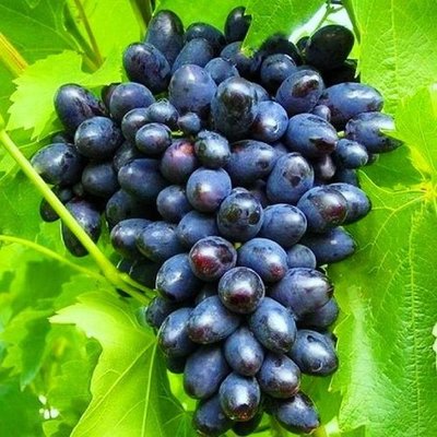 Саджанець винограду столового "Кодрянка" (ранній термін дозрівання) 1606333700 фото