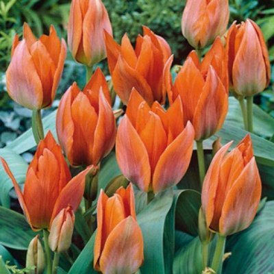 Саджанець тюльпану Orange Toronto 1606334195 фото